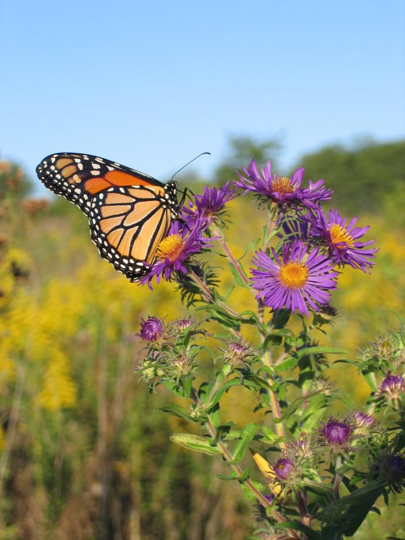 Summer Monarch