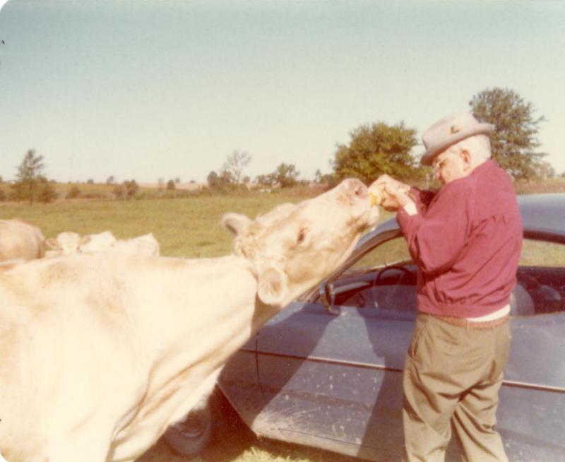 Ear Corn Treat for the Charolais from Pap Ross